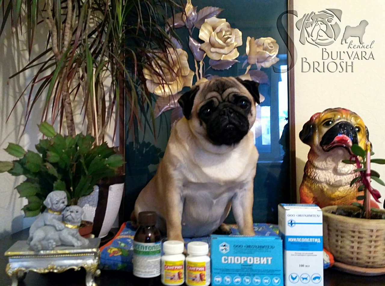 И хозяин счастлив И хозяин счастлив